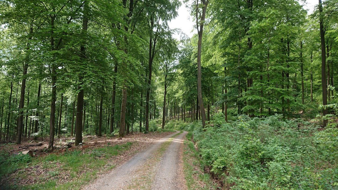 Suhlrückenweg Image